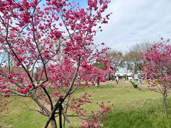 【台中后里】春日賞花。崴立機電櫻花公園2441571