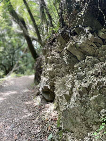 走入清晨19度c的上帝部落>>司馬庫斯(巨木群步道)1767457