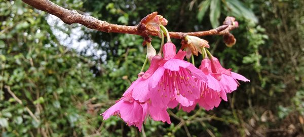 2026/02/08_老銃櫃、、三連埤步道 雙O型2995856