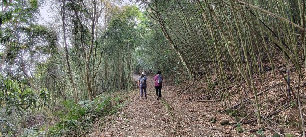 馬那邦山(上湖登山口)-2026/04/183040577