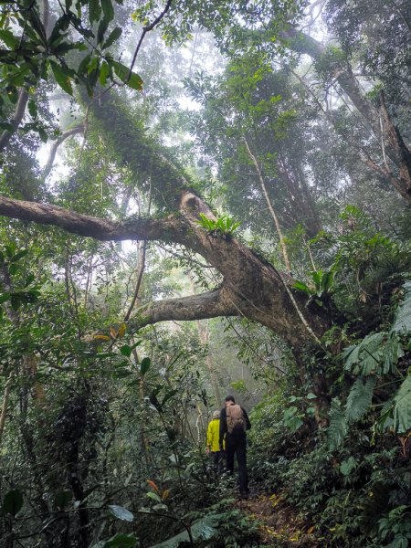 2025-03-08 汶水三山：金童山、汶水山、玉女山 連走2736550