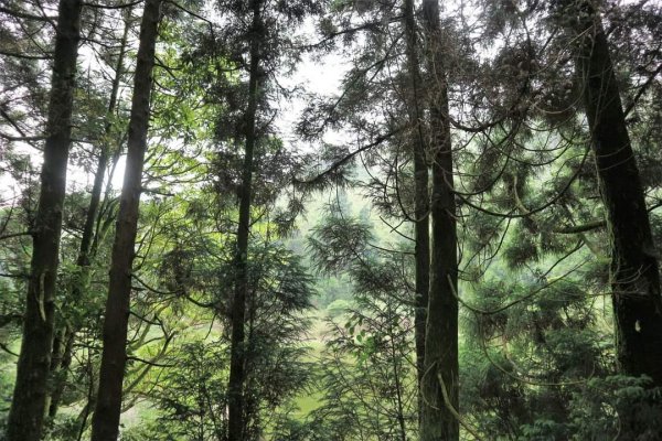 小百岳NO.1大屯山 。〔陽明山〕夢幻湖步道竹嵩山 擎天崗環形步道2151867