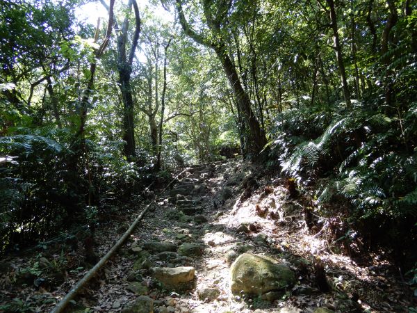 五指山古道+新山夢湖步道O型381708