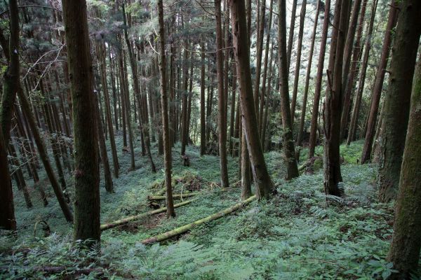 特富野古道、鹿林神木、塔塔加雲海154461