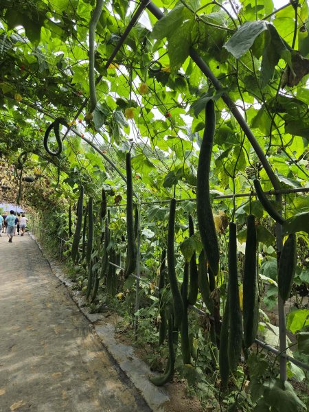 20260522淡水南瓜隧道-下奎柔百合花園-錦繡莊文化園區3062853