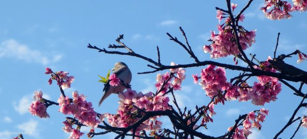 #栗尾椋鳥 #綠繡眼 #東湖樂活公園 #花園新城 #屈尺 #寒櫻 2/42992848