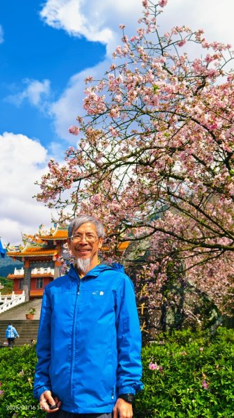 #綠繡眼 訪花 #吉野櫻 #天元宮 #楓樹湖 03162736695