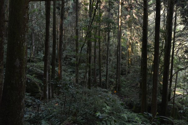 加里山鹿場、杜鵑嶺893669