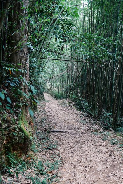 健行｜奮起湖大凍山1093389