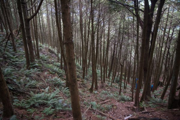 大雪山200林道 - 北三錐山1493296