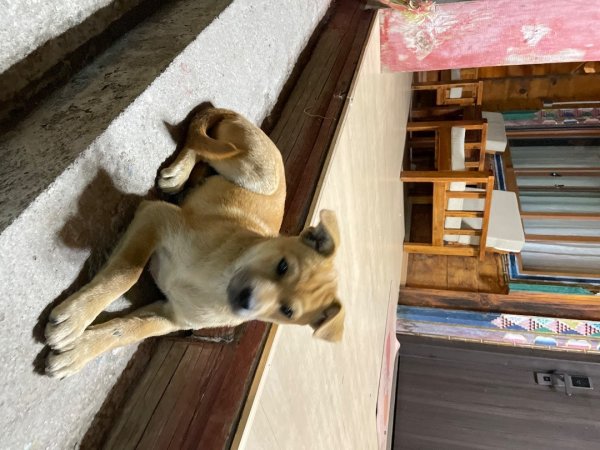 西藏♥️可愛動物🐎人物寫真/拉薩旅拍/美食2902977