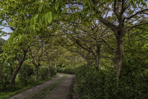 樹林與竹林交相的十二寮古道1368573