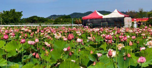 金山清水濕地 5/31 #牡丹蓮 #香水蓮2799973