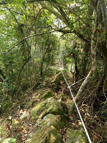 小百岳暗影山(高巢森活上)1909914