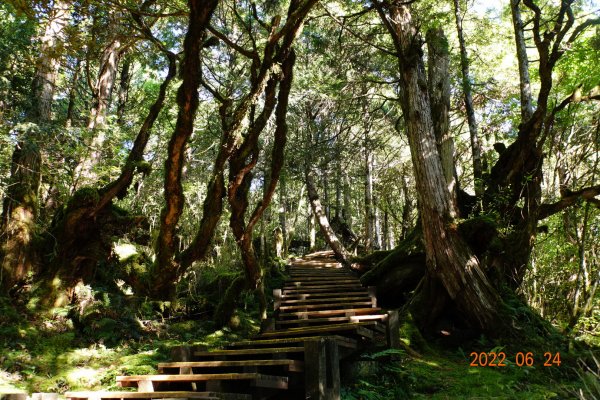 宜蘭 大同 太平山森林遊樂區 檜木原始林步道1743676
