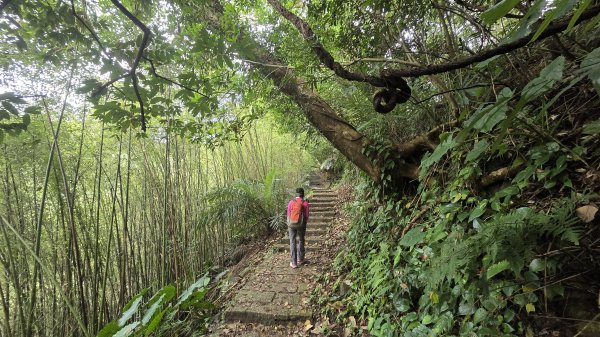 即將春季的百花齊放鵝尾山串行古圳道及平菁街42巷賞櫻健行O型走2988691