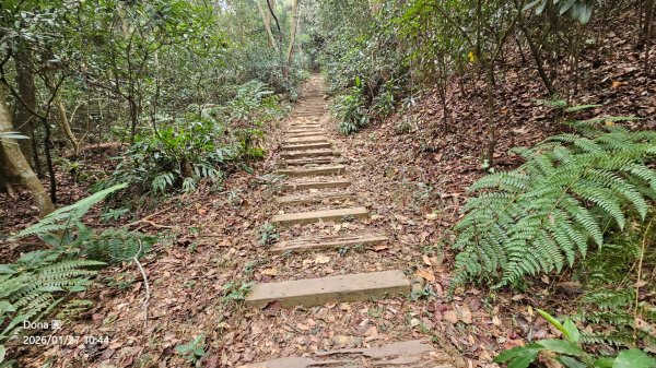 20260127三通嶺山.三義山(大桁茂山).慈濟山.大坪山大O走2989899