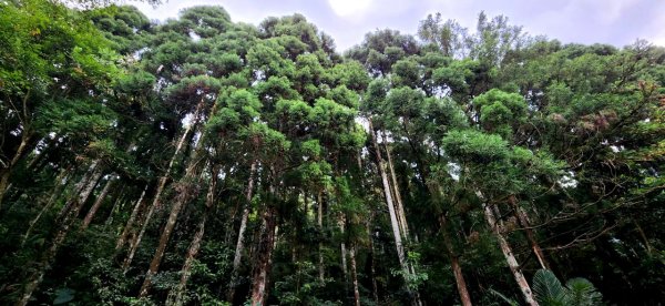 台中鐵砧山，桂花泉登山步道，溪頭自然教育園區，天空走廊，妖怪村