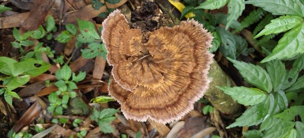 2025/06/07-鳥嘴山步道2805996