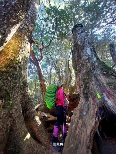 塔魔巴2天1夜來回/復興尖-四稜溫泉2357271