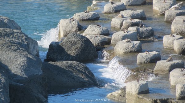 《台中》落雨松季｜石岡挑物古道O繞下情人木橋202501122687666