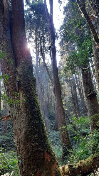 《南投》忘憂森林｜嶺頭山及金柑樹山O繞(留龍頭起登)202303182076758