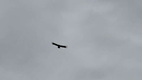 鳶嘴山+稍來神木2709865