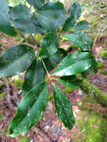 稍來小雪山國家步道、船型山、鞍馬山、鞍馬山東北峰、天池、雪山神木2799716
