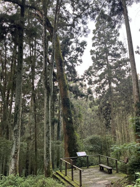 [嘉遊好步道．來嘉走走-04/10] 2024_1011 阿里山頂湖步道2624747