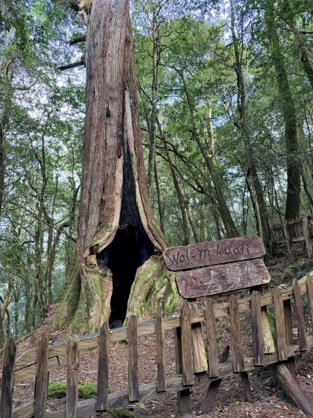 鎮西堡巨木步道B區全段+A區部分3008524