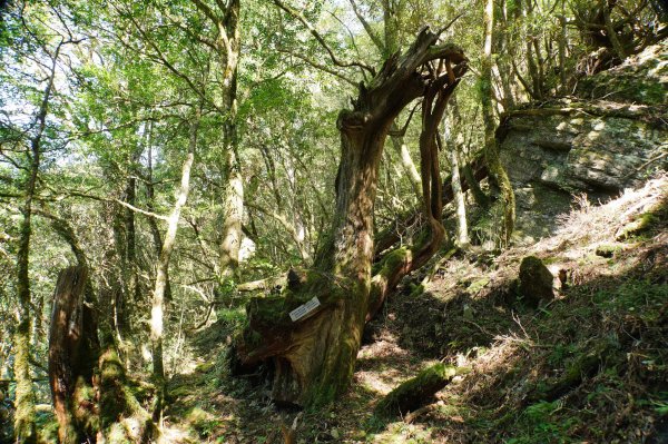 桃園 復興 把家灣山、低陸山2865357