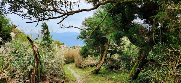 皇帝殿，坪林獅公髻尾山，文山指南宮千階步道（竹柏參道），十六分山，貓空尖，絹絲瀑布步道1971358