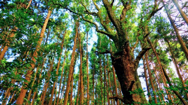 油羅山(一上三下)2959169