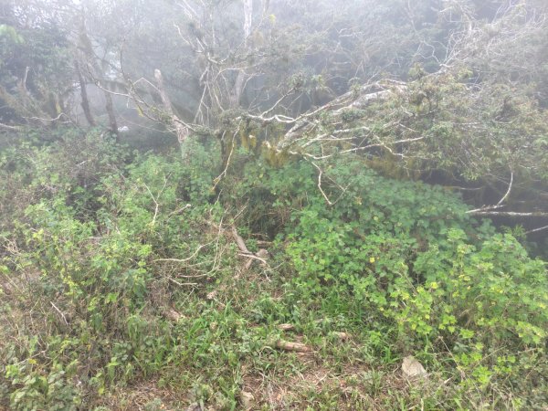白藍狐貍出狐貍尾/狐貍縱走2796358