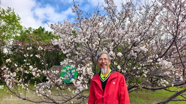 #中山樓 #陽明公園 #十八份 #吉野櫻 #墨染櫻 #青斑蝶 #青帶鳳蝶 #大紅蛺蝶 3/143014884