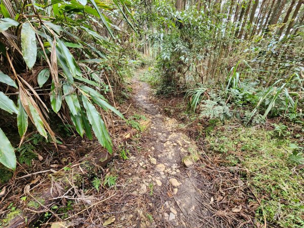 20250105鵝公髻山雲霧步道2726340