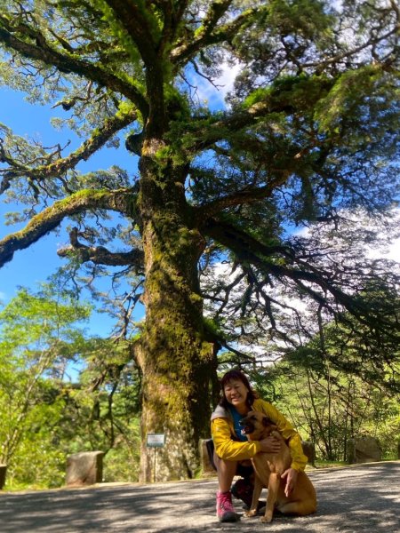 南投信義鄉東埔山、東埔山草原步道、塔塔加遊客中心2815150