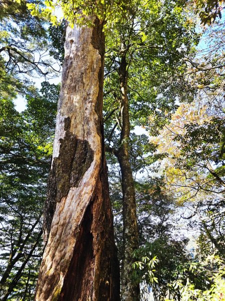 稍來山賞楓2962568