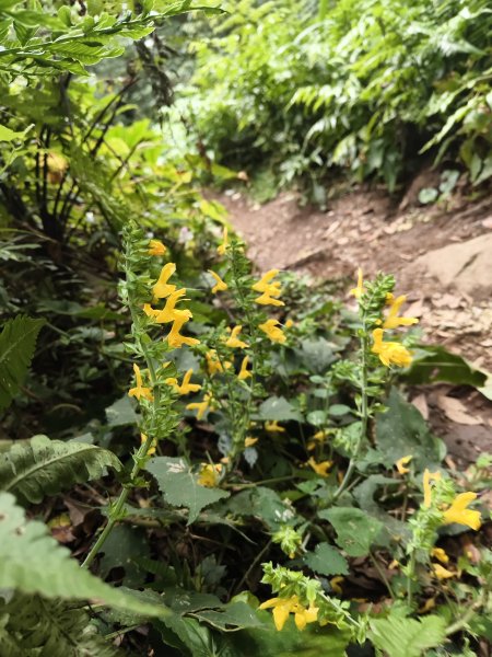 [百山百鳥尋旅-11/15] 2025_0927 大屯主峰-連峰步道_大屯山南峰2899406