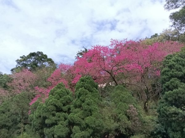 汐止區大尖山櫻花+秀峰瀑布O型3009419