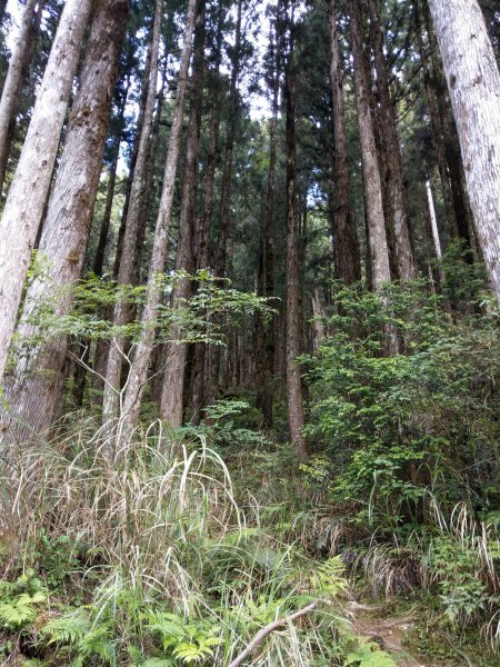 三星山(小百岳#85)登山步道(柳杉林&箭竹林)1379059