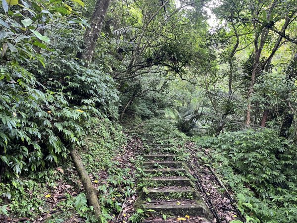 [微笑山線_第十一段] 2025_0803 五分山系_平溪小黃山段2851048