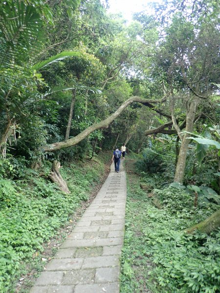 天上山縱走賞桐花去~1361780