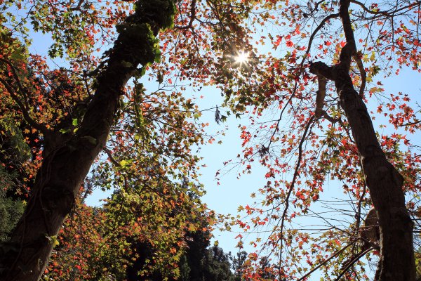 【南投~仁愛】清境農場賞銀杏落羽松楓紅1209038