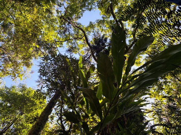 五分山系-望古瀑布段2896291