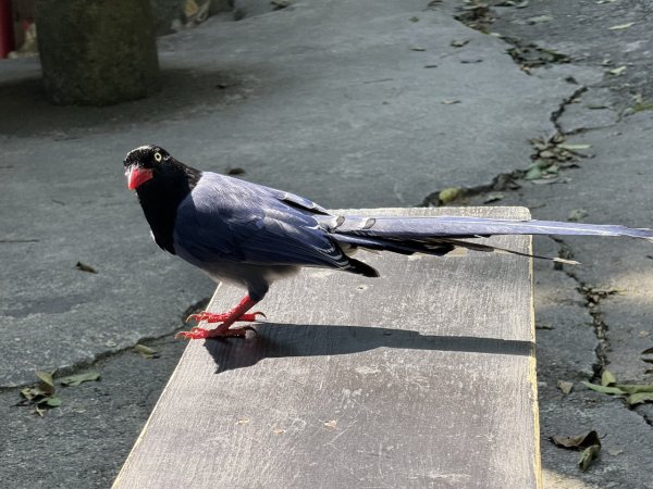 2025/03/21 聖母山莊 抹茶山 三角崙山2935087