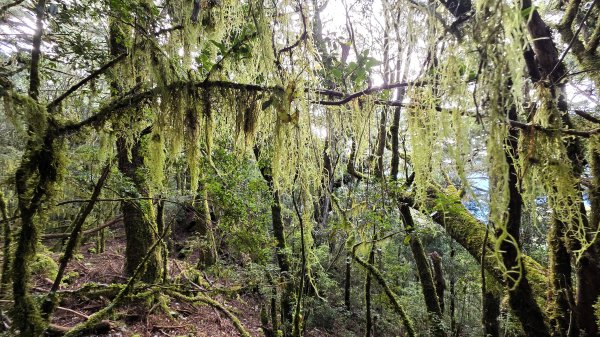 深秋綺麗山景和雲海的饗宴戒茂斯上嘉明湖山遊記2947348