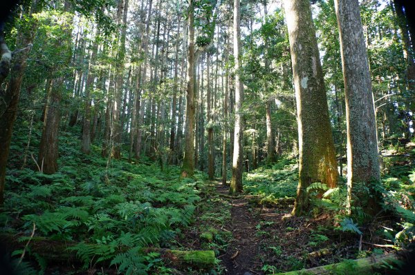 新竹 五峰 鳥嘴山、大窩山2956867