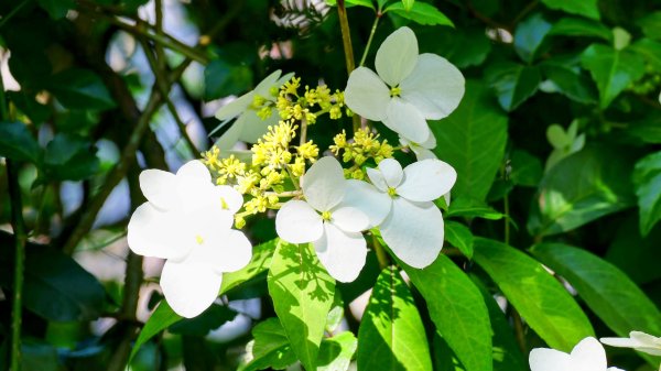 紫花酢醬草2739927