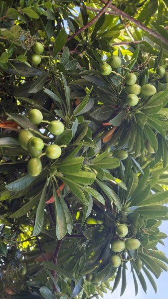 加里山東南峰2867916